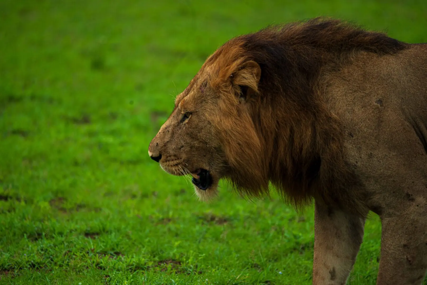 Uganda safari wildlife experience