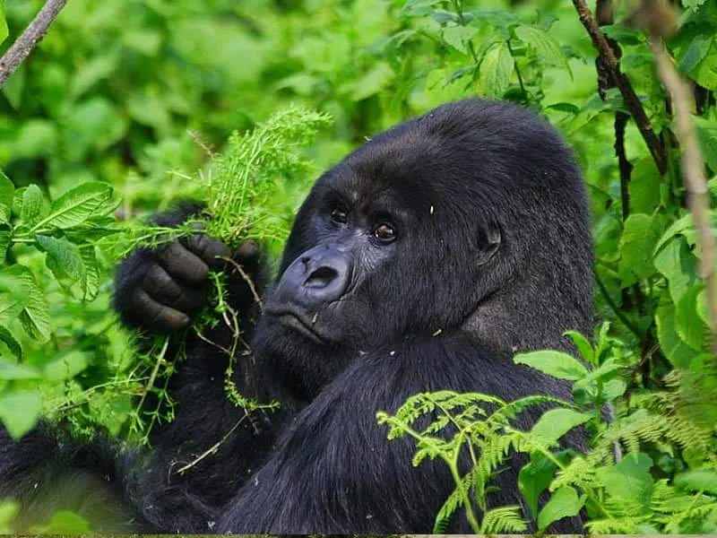 Mgahinga Gorilla National Park