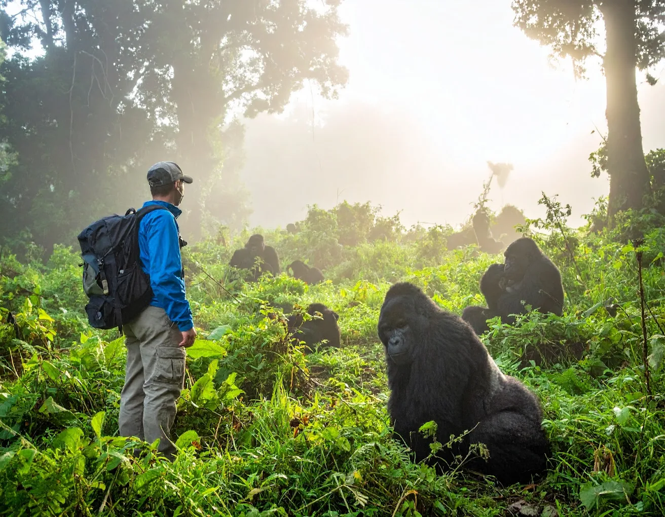 Midrange Gorilla Trekking in Rwanda at Five Volcanoes Boutique Hotel
