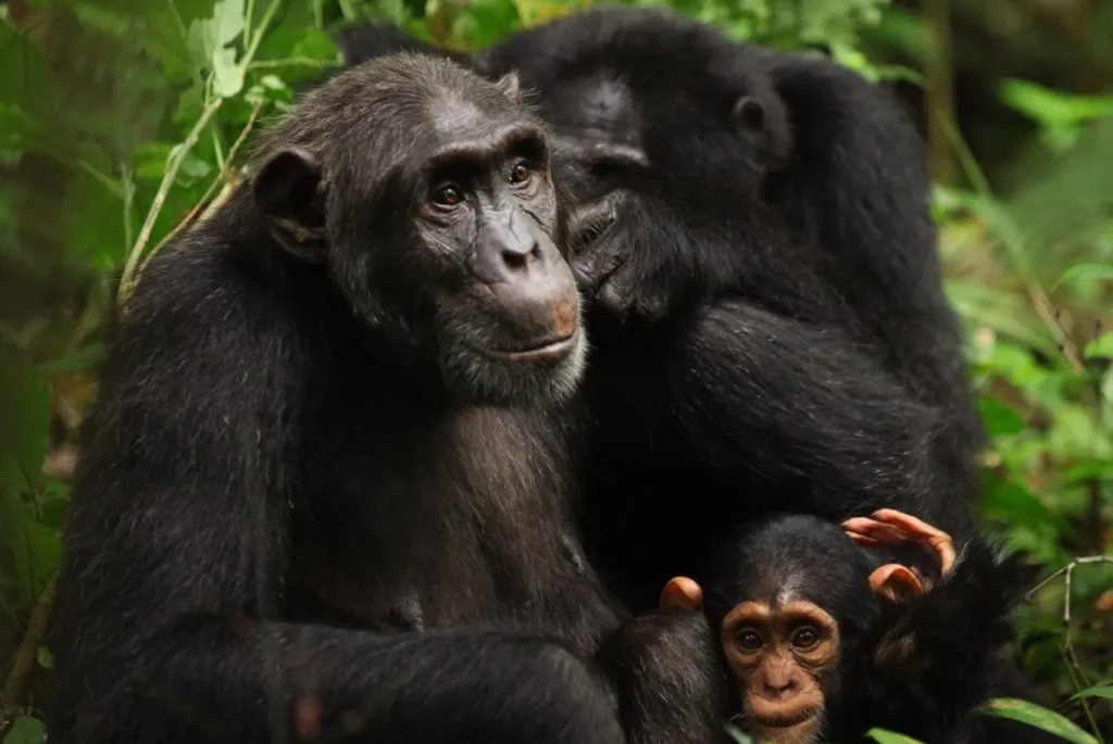 Ngamba Island Chimpanzee Sanctuary Visit Cost (2026–2030)