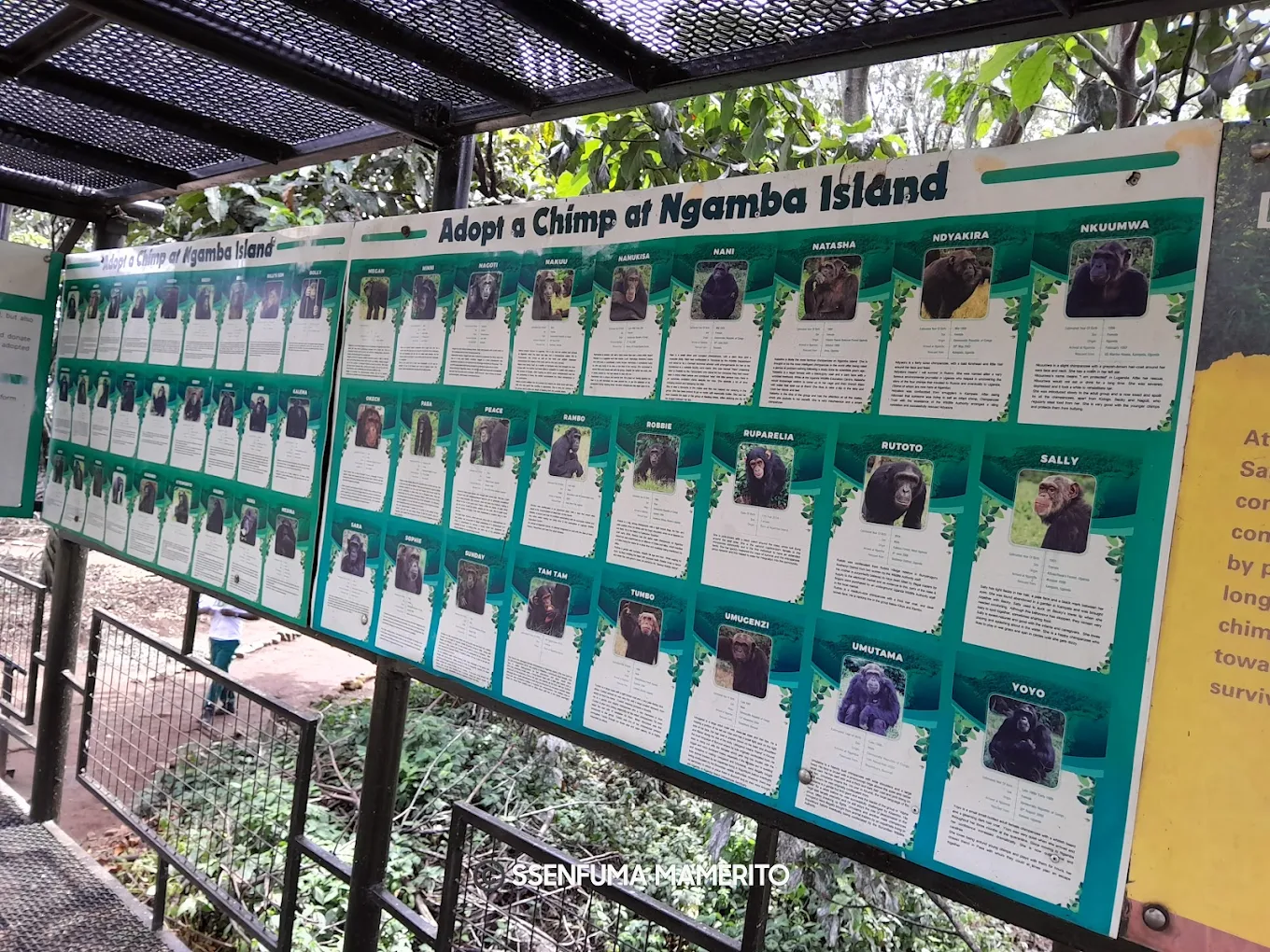 Ngamba Island Chimpanzee Sanctuary Price (2026–2030)
