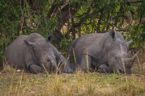 Rhino tracking in Uganda by Nextgen Safaris