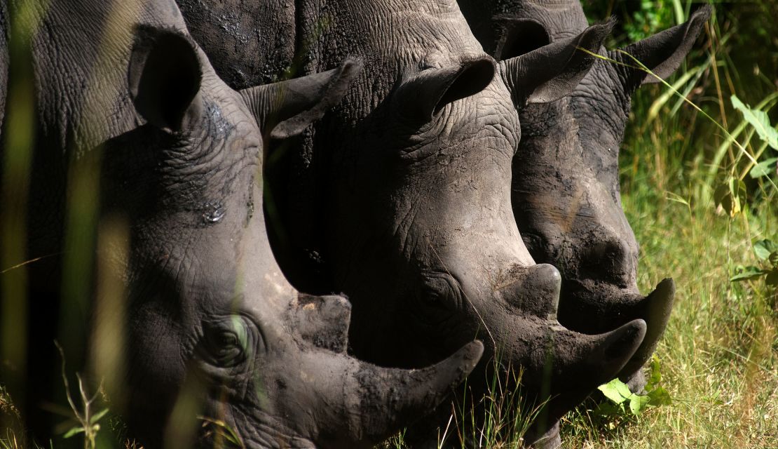 Rhino tracking at Ziwa Rhino Sanctuary