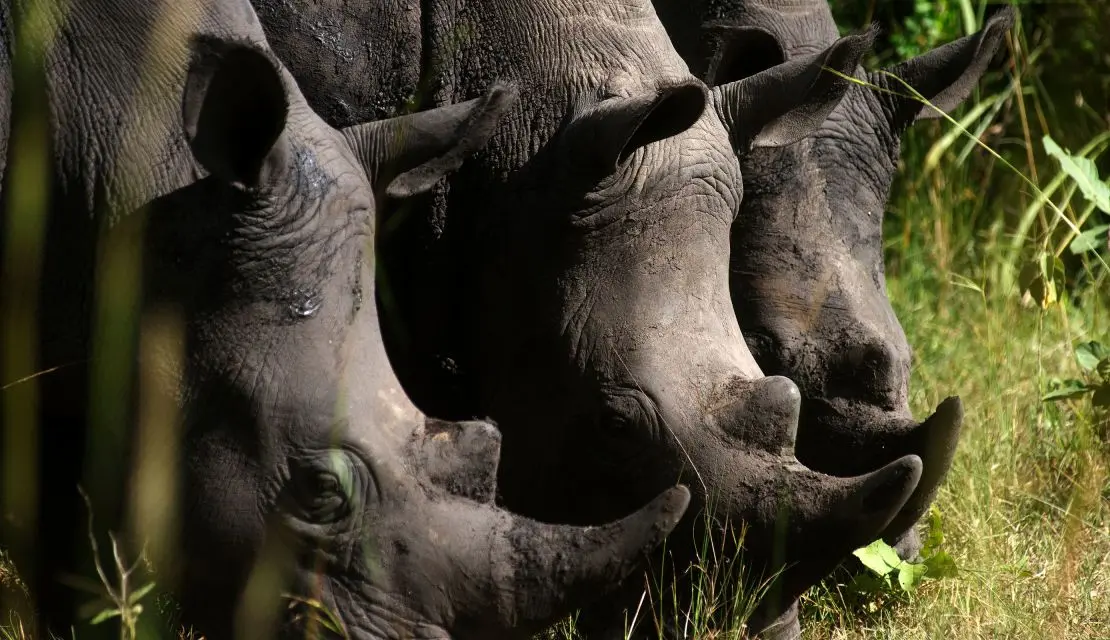 Rhino tracking at Ziwa Rhino Sanctuary