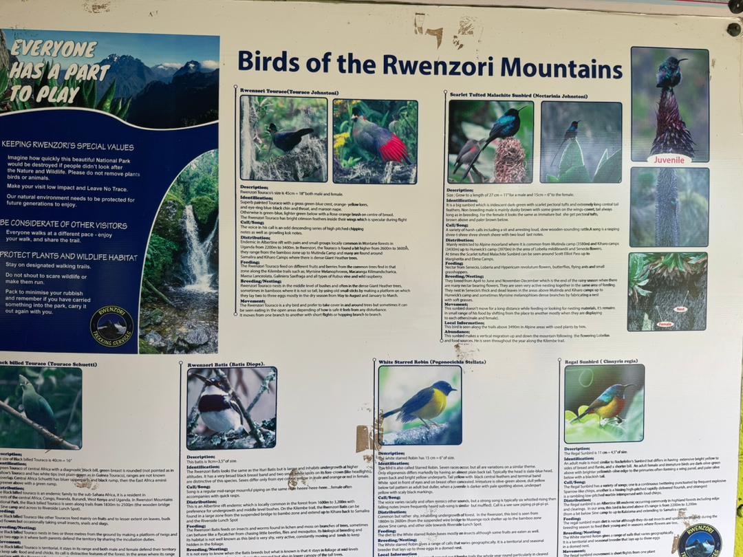 Rwenzori hike and gorilla trekking