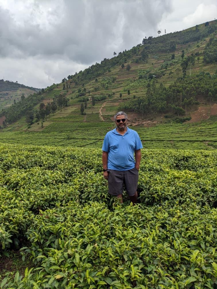 Tea plantations exploration in Uganda on safari