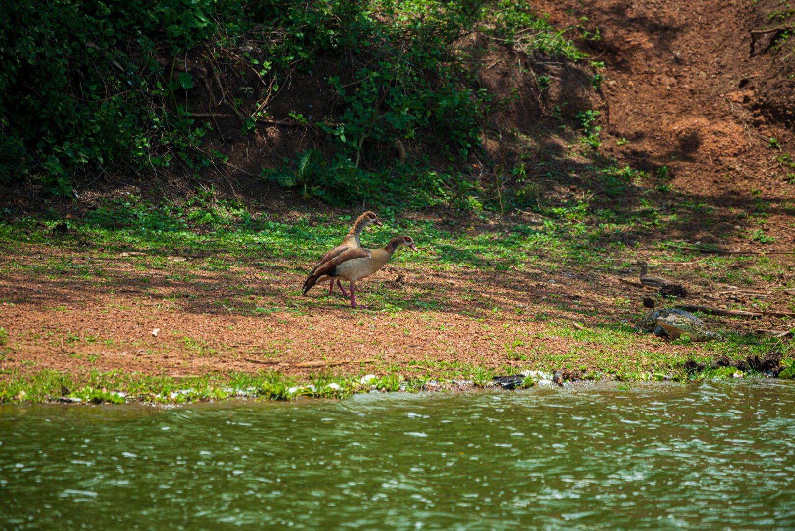 Lake Mburo National Park Tours – The Complete Safari Guide