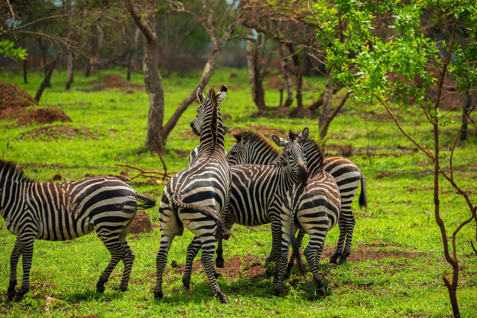 Discover What It’s Like Visiting Uganda in March