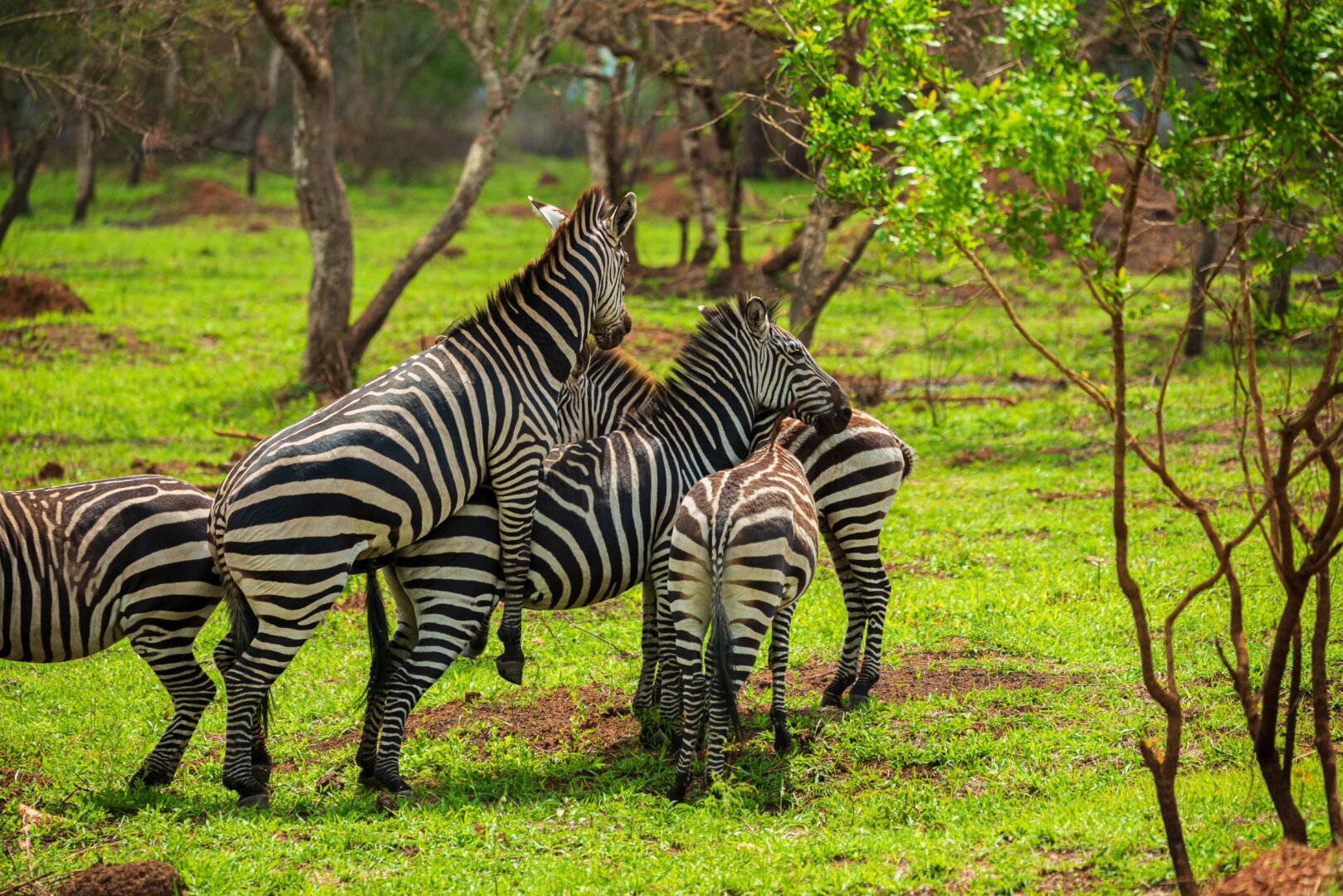 7 Days Lake Mburo safari itinerary