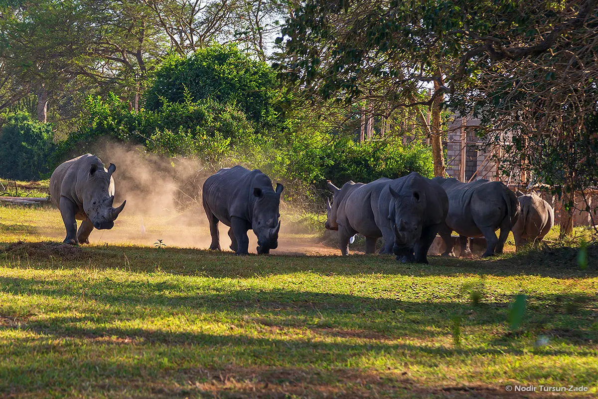 Rhino Tracking at Ziwa – What Makes It Unique
