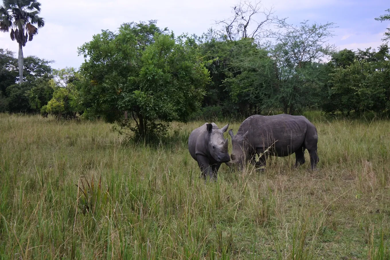 Ziwa Rhino Sanctuary – Frequently Asked Questions