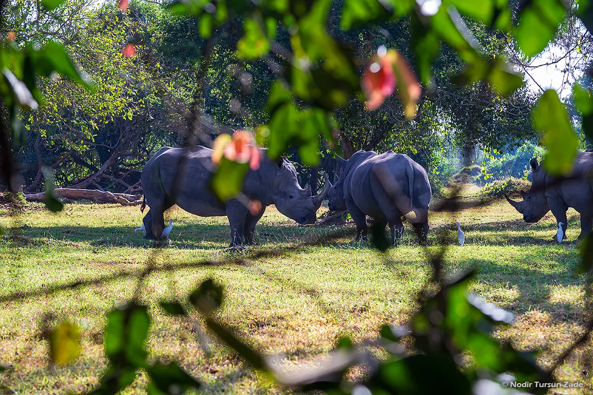 Christmas Safari in Murchison Falls National Park