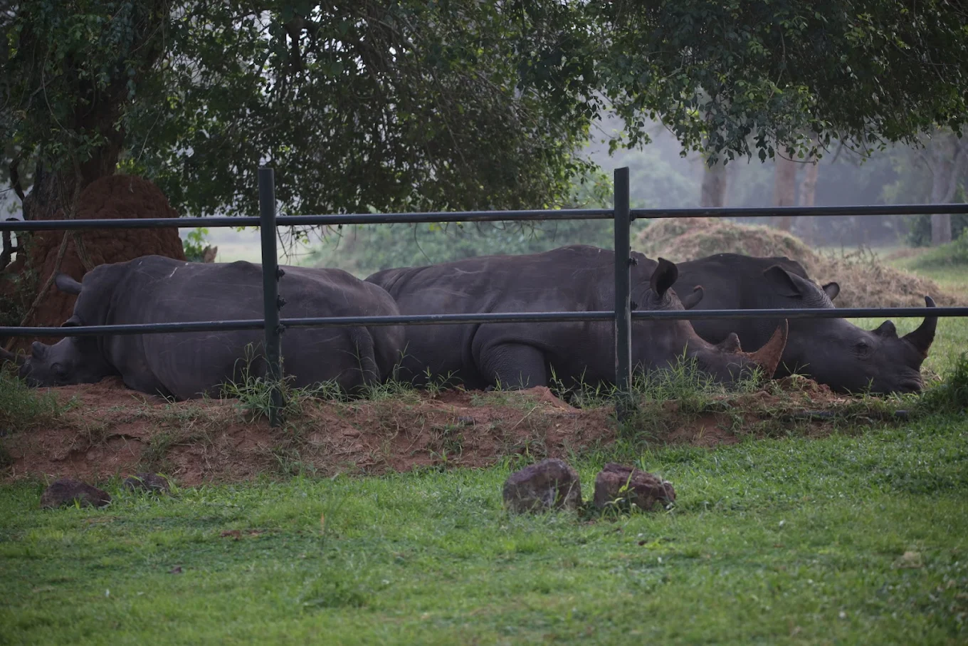 Wildlife & Birdlife at Ziwa Rhino Sanctuary
