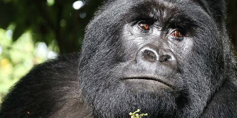 1 Day Bwindi Gorilla Experience Starting in Kigali