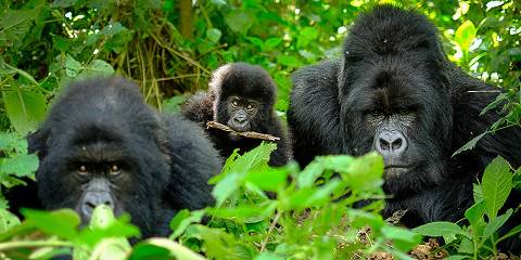 Luxury Gorilla Trekking in Volcanoes National Park Rwanda
