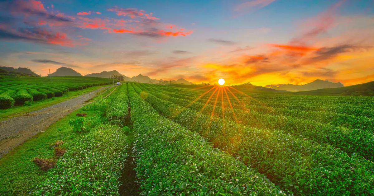 Tea Plantation Experience: Walking Through Uganda’s Green Gold
