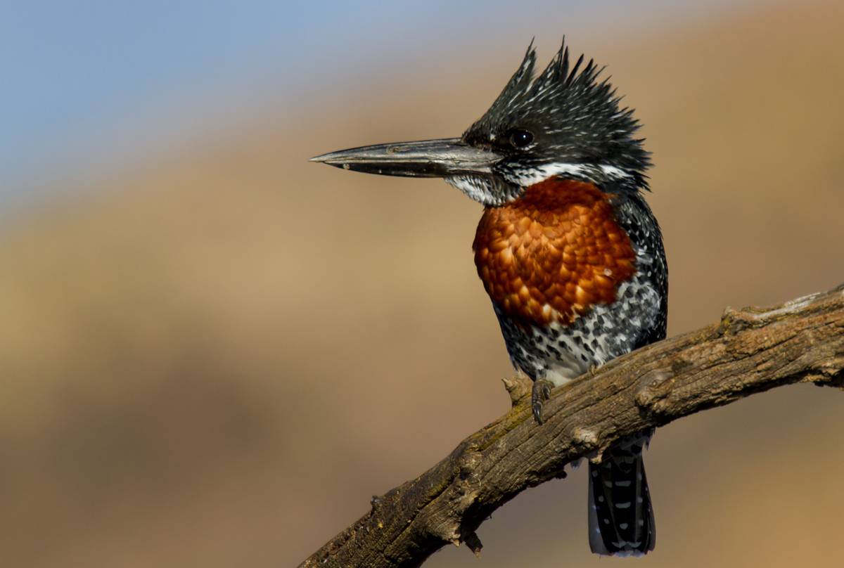 Best Time for Birdwatching in North Luangwa