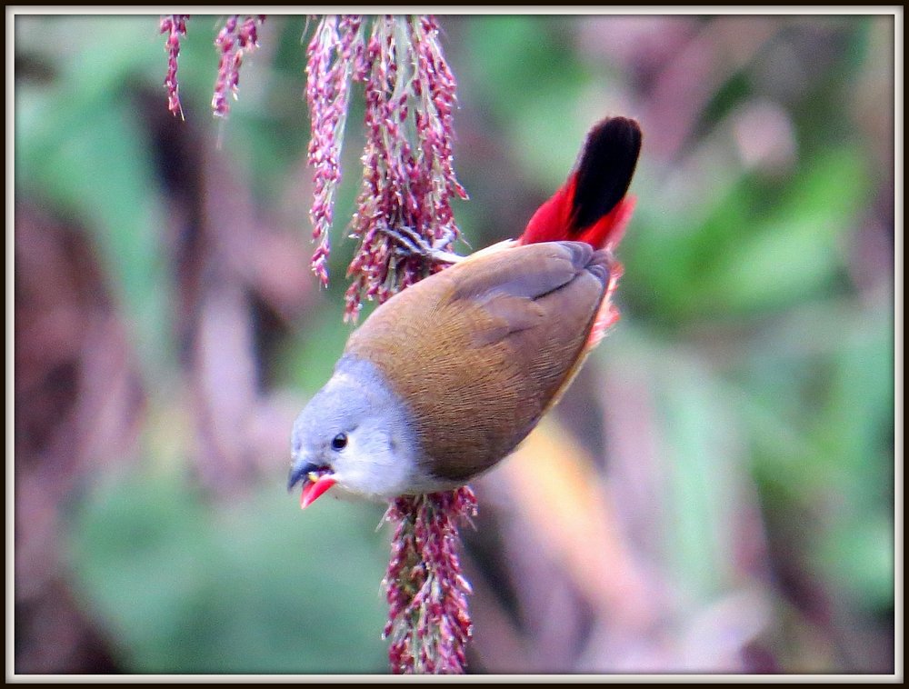 Bwindi Impenetrable National Park is internationally recognized as one of the best birdwatching destinations in Africa. The park hosts more than 350 bird species, including many rare birds found only in the Albertine Rift region.