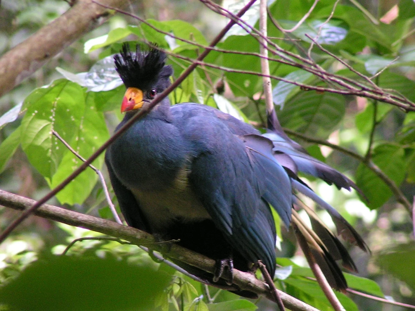 Broadbill Forest Camp host an extraordinary diversity of bird species, including many rare and endemic birds that cannot easily be seen elsewhere.