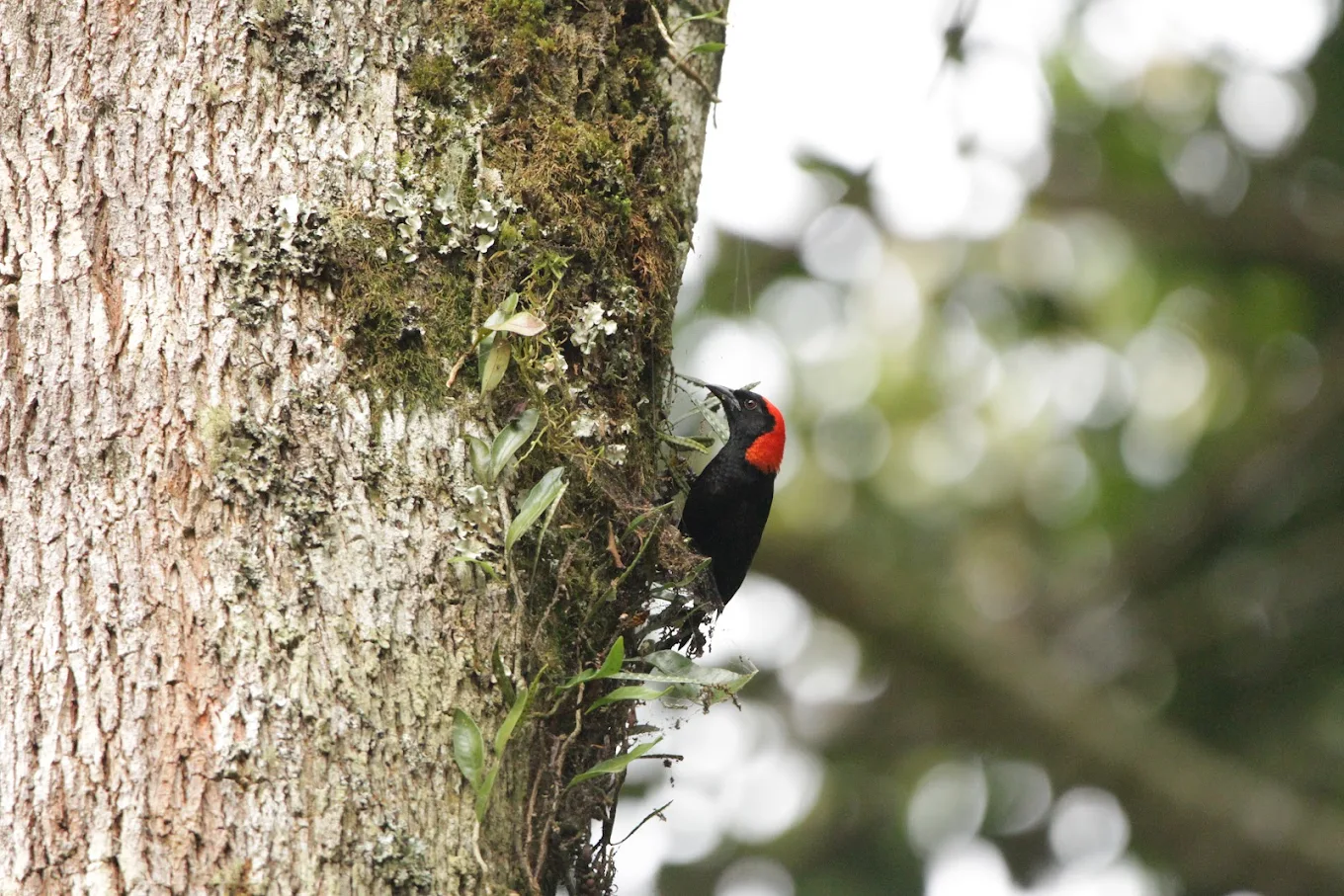 Bwindi Impenetrable National Park. The area’s high elevation and rich forest ecosystem support a remarkable diversity of bird species, many of which are endemic to the Albertine Rift region.