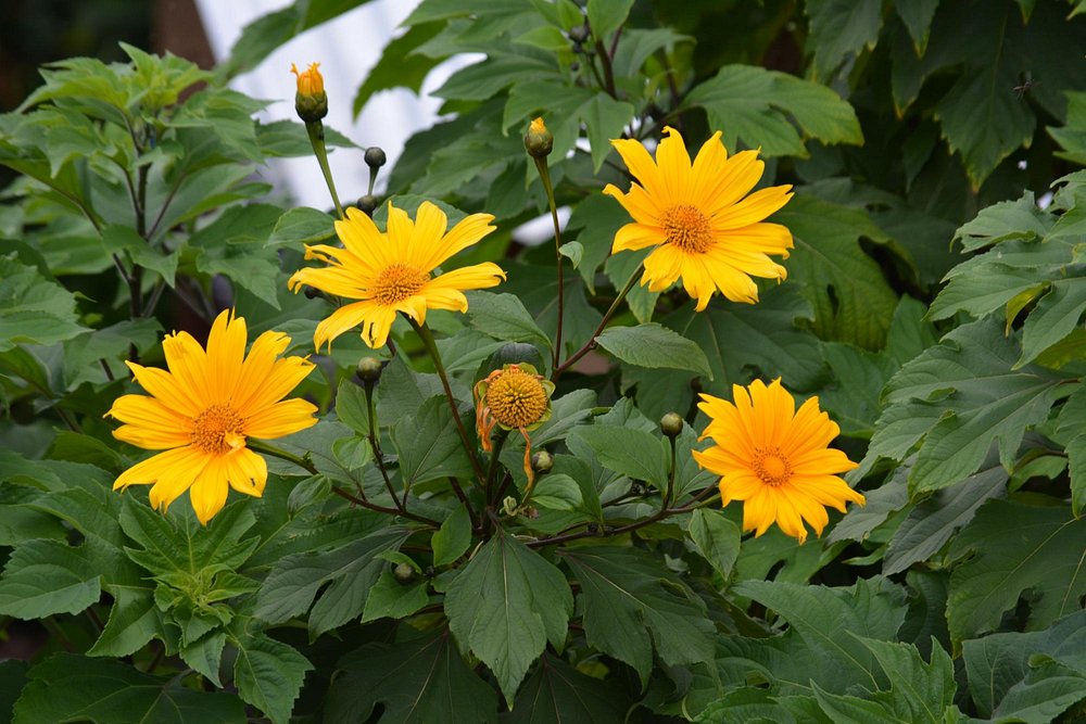 Broadbill Forest Camp Garden Flowers