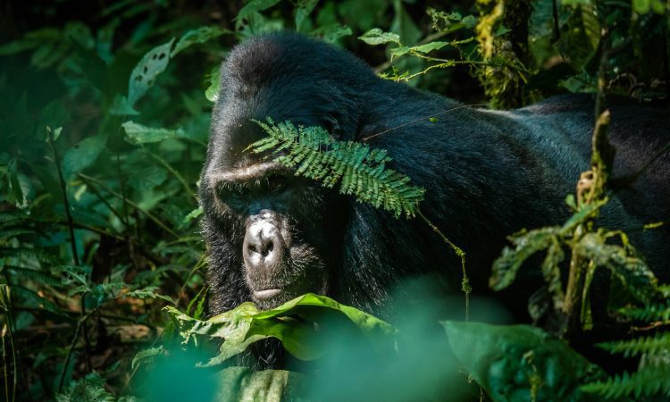 Ruhija sector is home to several habituated gorilla families that