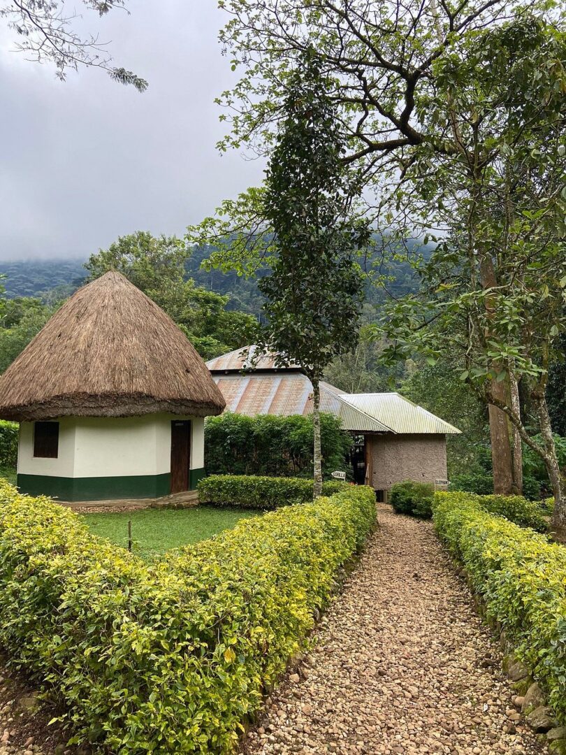 Located in the village of Buhoma near the park entrance, the camp offers visitors a relaxed and authentic atmosphere surrounded by the lush landscapes of southwestern Uganda.