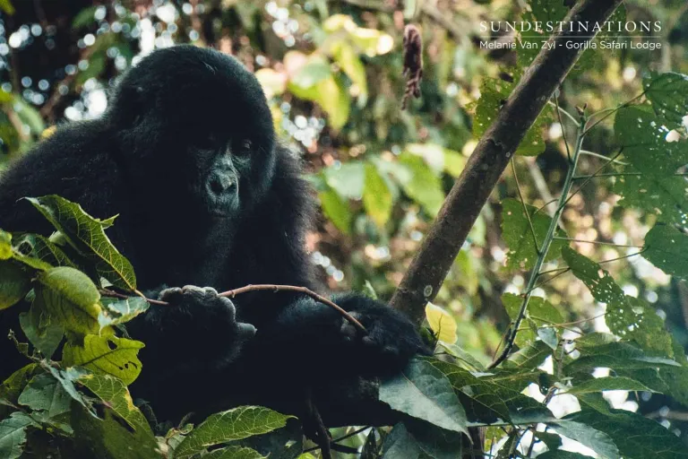 Mountain Gorilla Encounter in Bwindi Forest