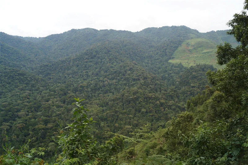 Another appealing feature of the lodge is its friendly and social environment. Guests often gather in shared spaces such as the restaurant, lounge, or outdoor seating areas where they exchange travel stories and share experiences from their gorilla trekking adventures.