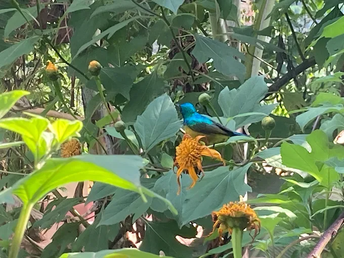 Birdwatchers exploring the Buhoma area may spot species