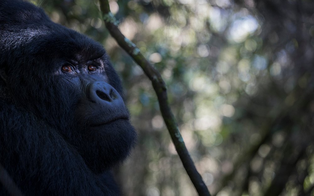Gorilla Trekking in Bwindi Impenetrable National Park
