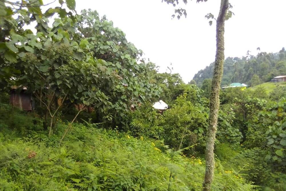 Nature views surrounding Bwindi Panorama Resort