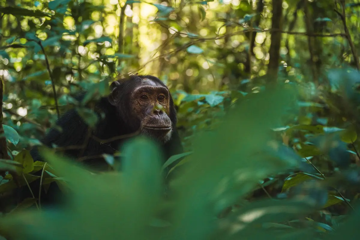 Chimpanzee trekking in Kibale Forest Uganda