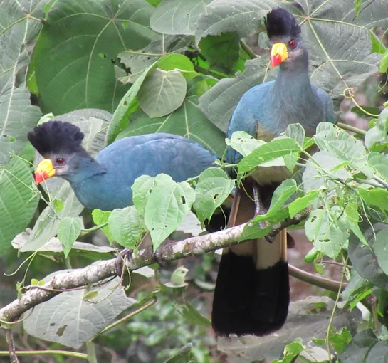 Birdwatching in Bwindi Forest