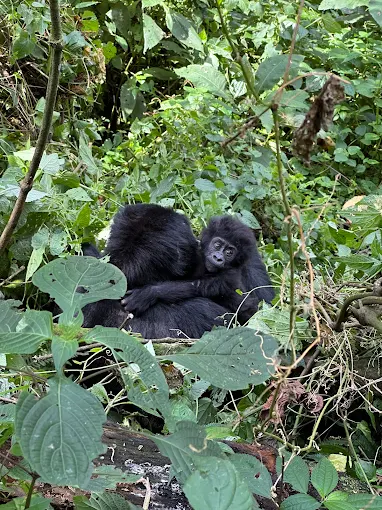 Gorilla trekking experience in Bwindi
