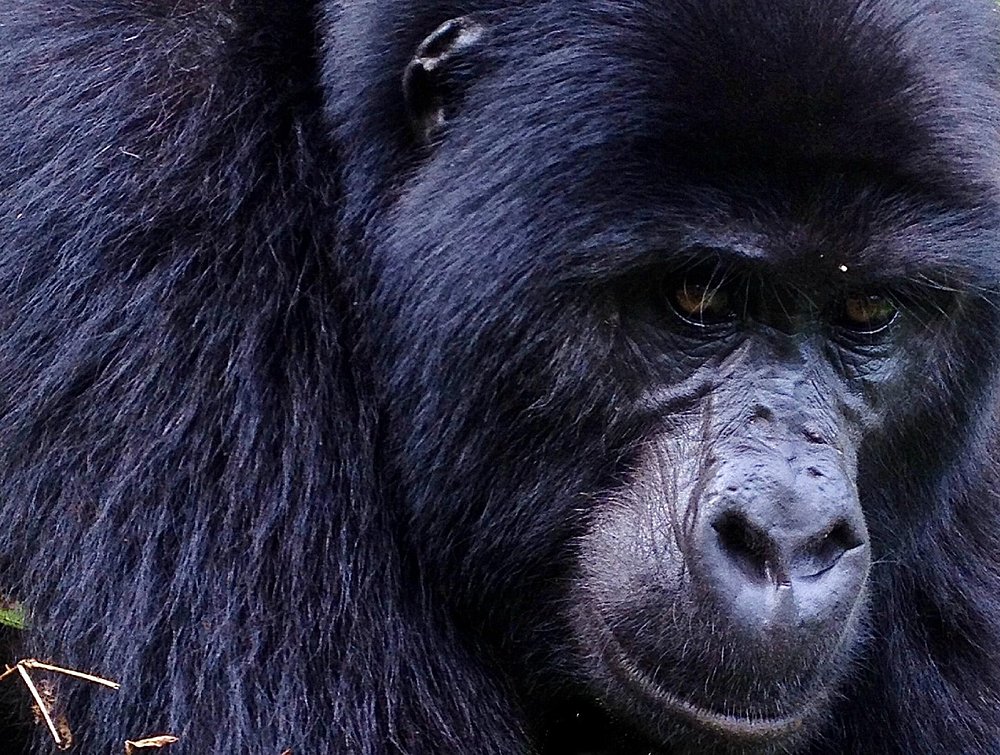gorilla habituation experience, a special activity that allows