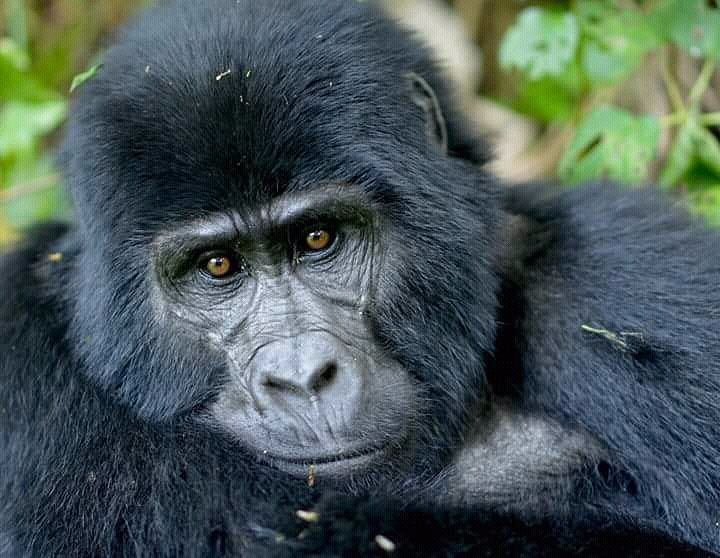 National Park is home to nearly half of the world’s remaining mountain