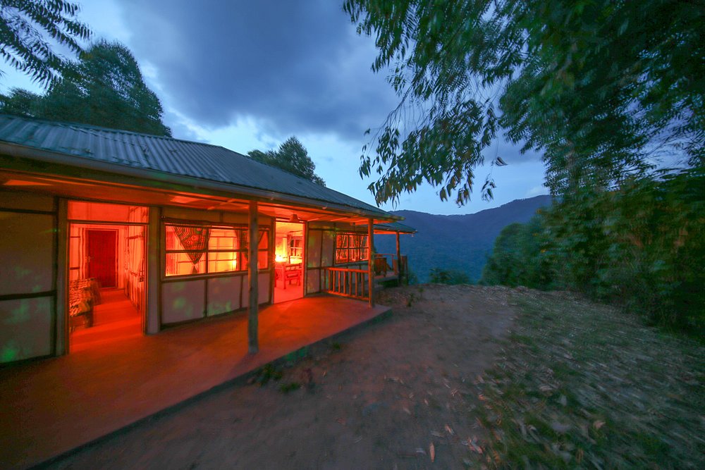 Gorilla Closeup Lodge Night Exterior