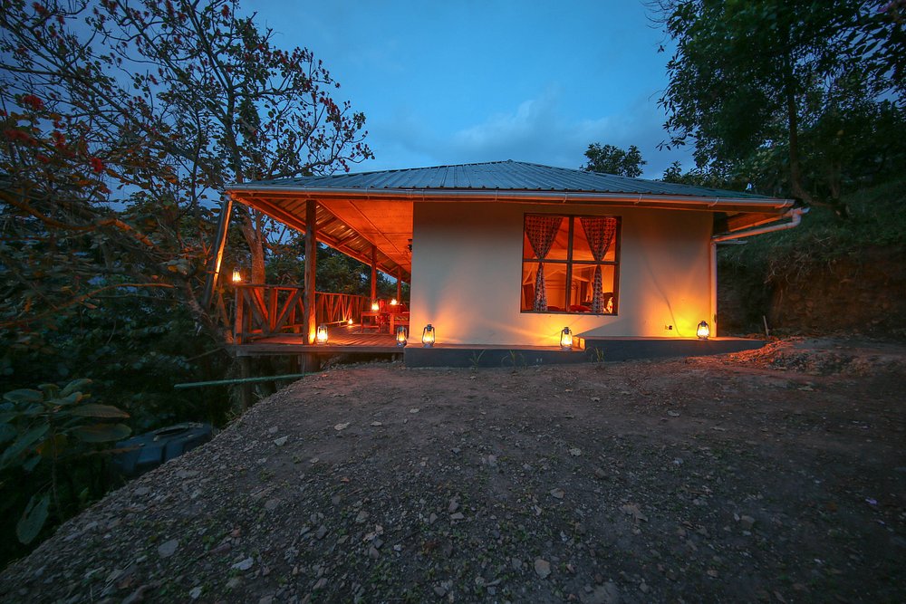 Gorilla Closeup Lodge Evening Lighting