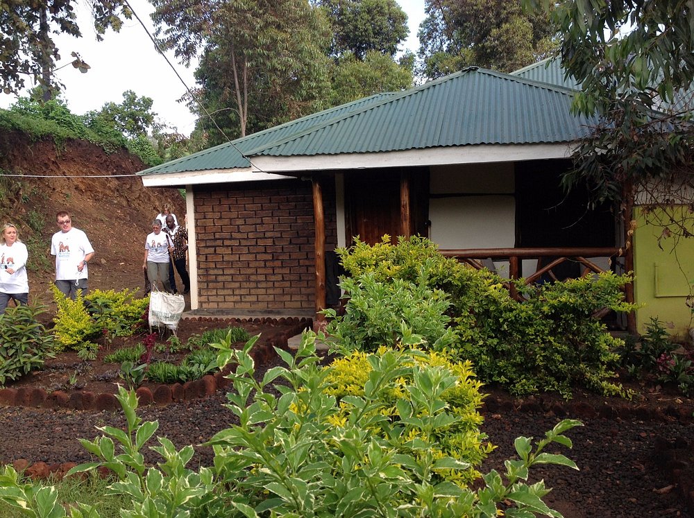 Gorilla Closeup Lodge Side View