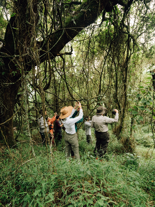 Birdwatching excursions allow visitors to search for colorful forest species such as the Great Blue Turaco, African Green Broadbill, sunbirds, and hornbills. Early morning birding walks around the forest edge often reveal the greatest activity as birds begin their daily routines.
