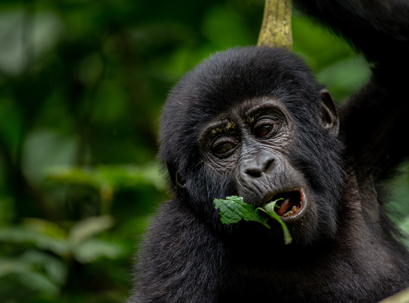 During this briefing, guests learn about gorilla behavior, trekking guidelines, and conservation rules designed to protect these endangered primates.
