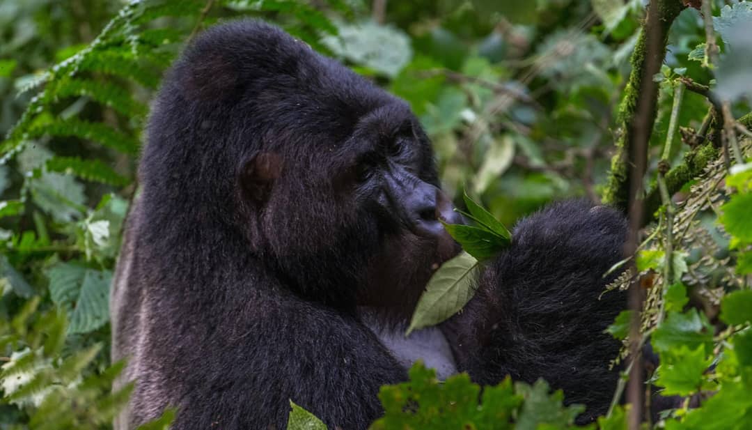 Gorilla Trekking in Bwindi Impenetrable National Park