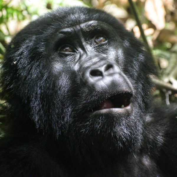 Mountain Gorilla in Bwindi Impenetrable National Park