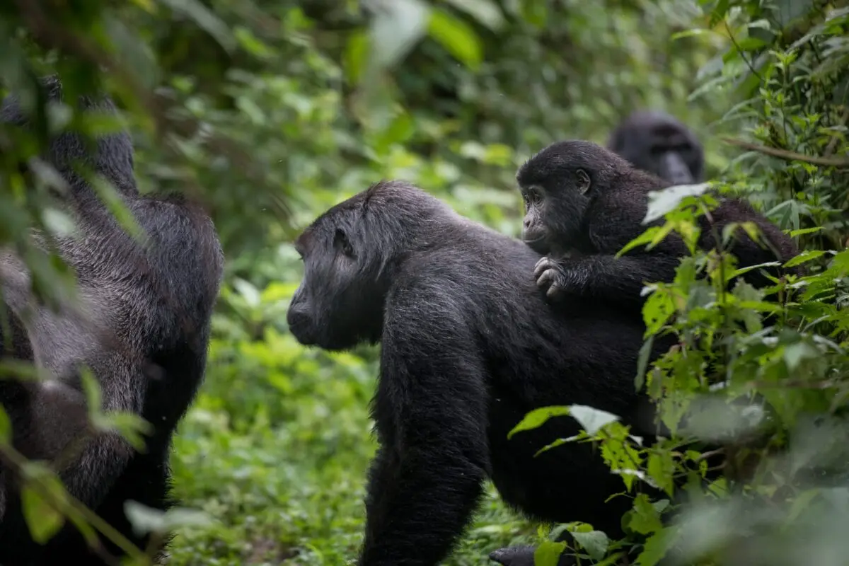 How Does the Ebola Outbreak Affect Gorilla Trekking and Luxury Safaris in Uganda?
