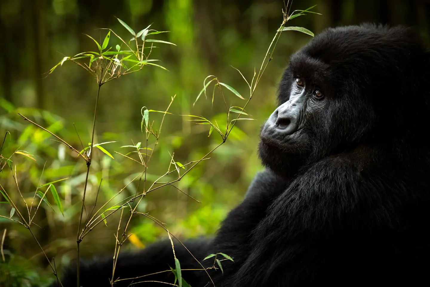 Gorilla Trekking 101 by Nextgen Safaris Guide