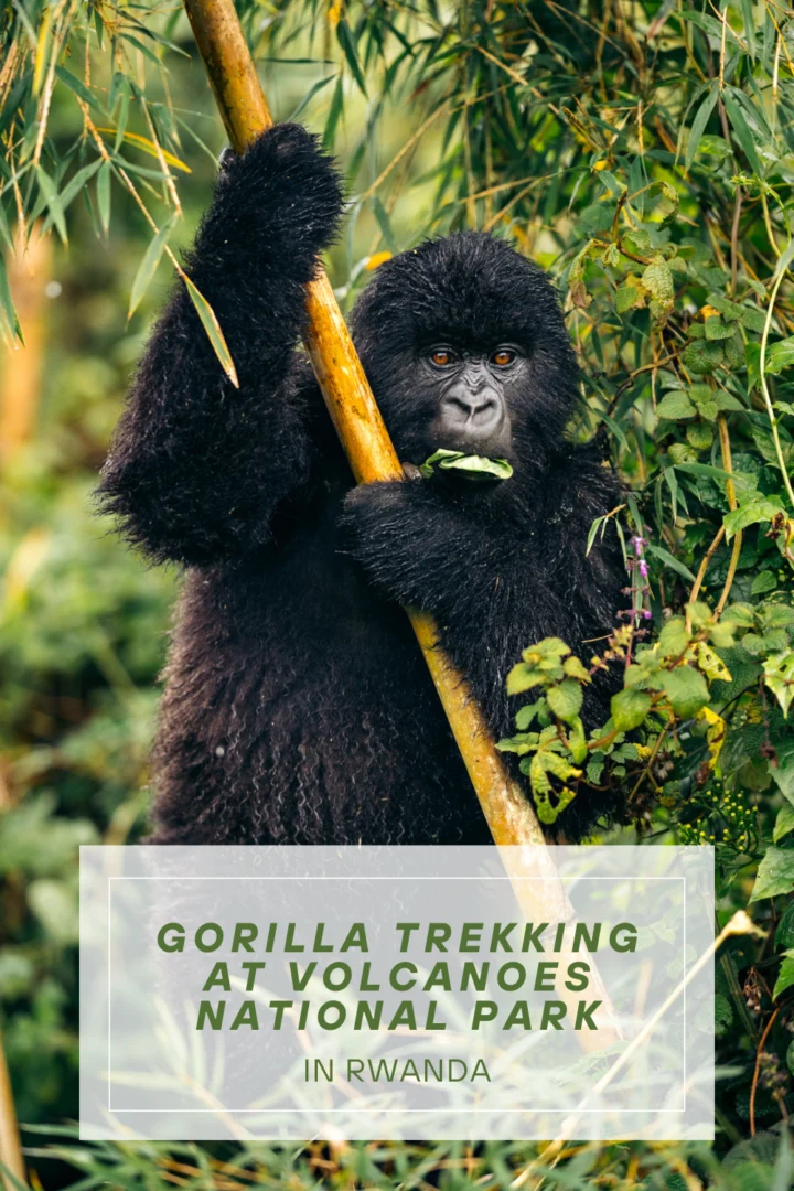 Gorilla Trekking at Volcanoes National Park in Rwanda with Nextgen Safaris