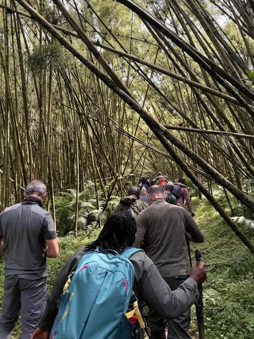 The dry season is widely regarded as the Best Month for Gorilla Trekking in Rwanda for many travelers, particularly those seeking easier trekking conditions and predictable weather.
