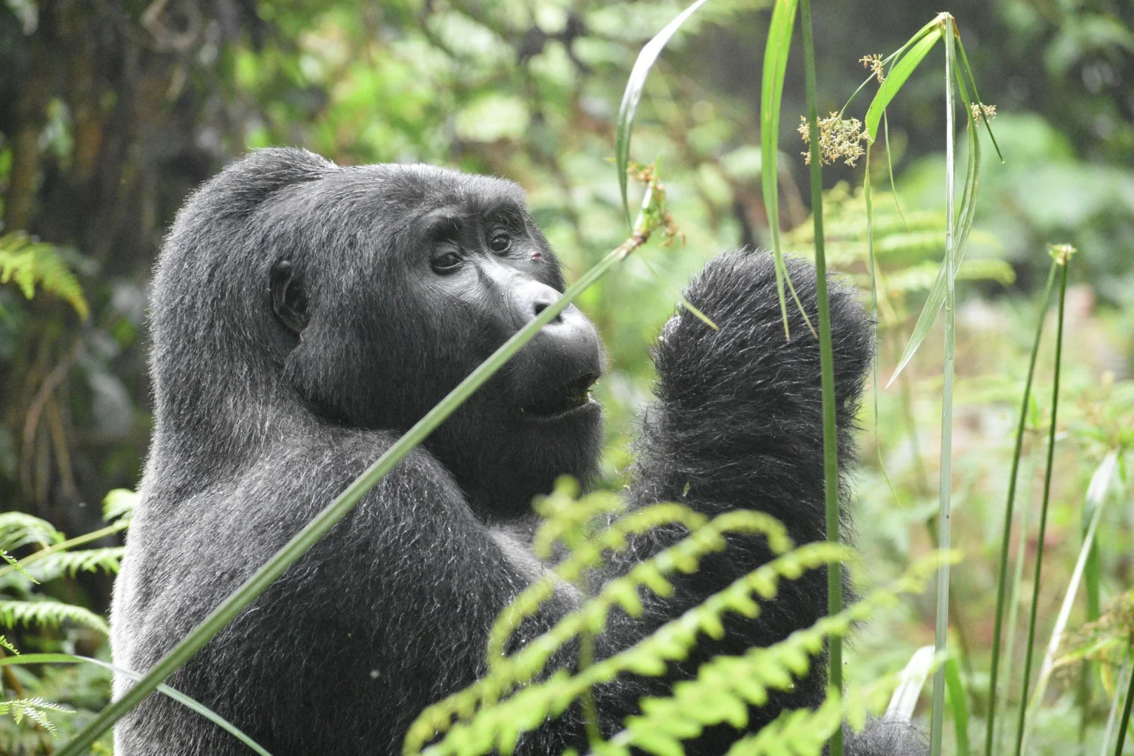 Gorilla trekking in Rwanda Volcanoes National Park