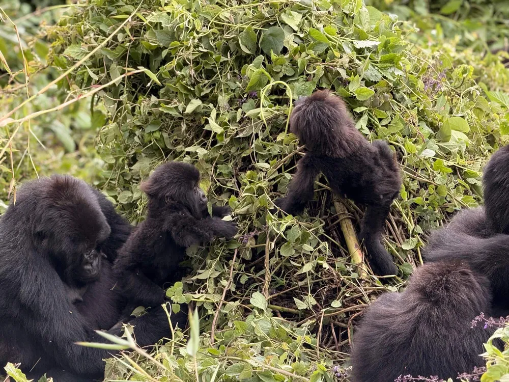 Gorilla Trekking in Rwanda with Nextgen Safaris